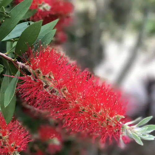 Seeded Paper A5 (weeping bottlebrush) (Pack of 20 sheets)