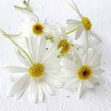 Seeded Paper A4 (swan river daisies) (Pack of 20 sheets)