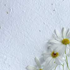 Seeded Paper A4 (swan river daisies) (Pack of 20 sheets)