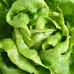 Seeded Vegie Paper A4 (Lettuce) (Pack of 20 sheets)